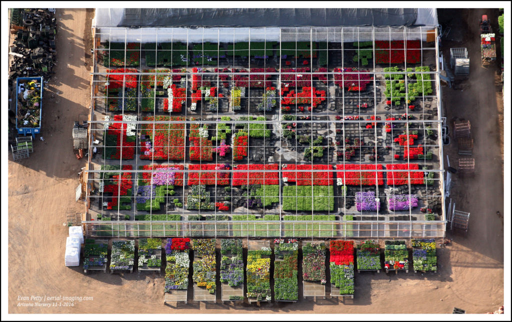 Flowers in a nursery