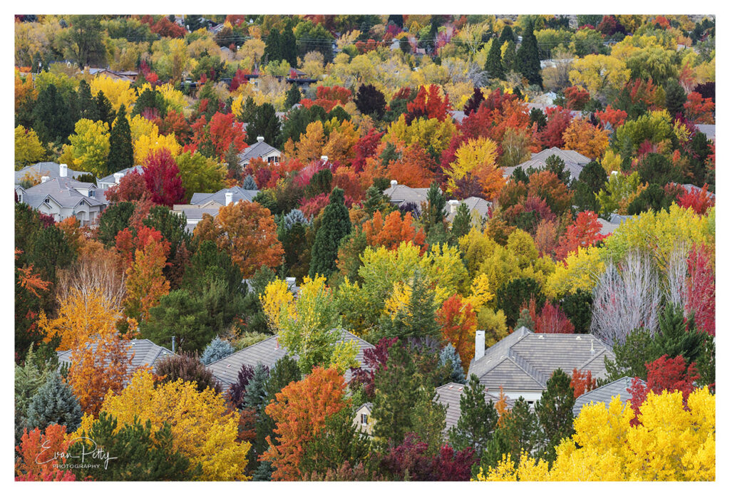colorful fall trees Reno, NV