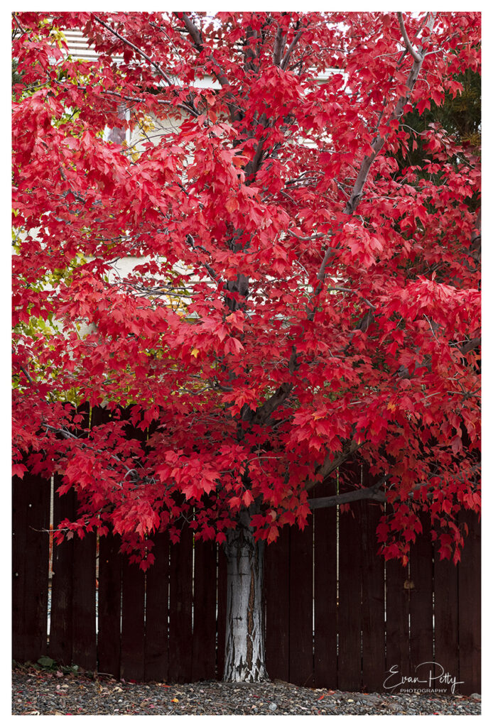 colorful red tree Reno, NV