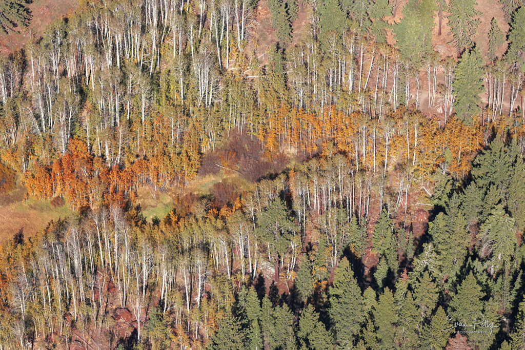 Tree color in fall aerial view