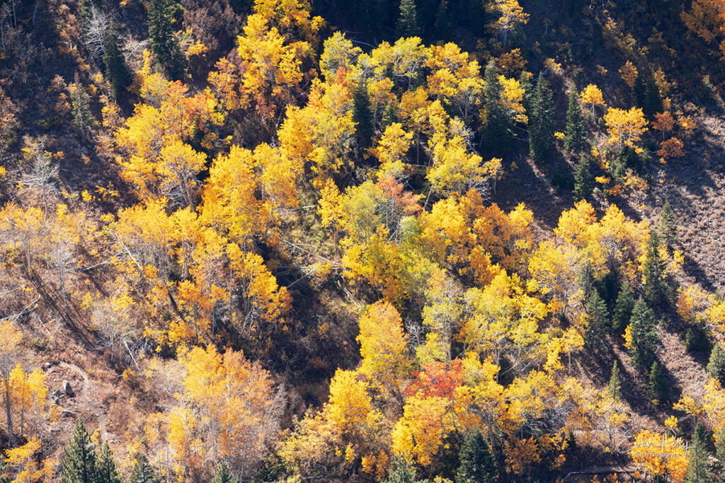 aerial photographer tree colors