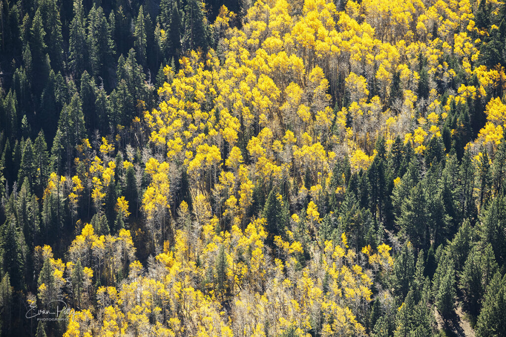 Sierra Mt Trees in Autumn aerial view