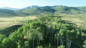 Aerial Nevada Ranch Video - Aspen Tree
