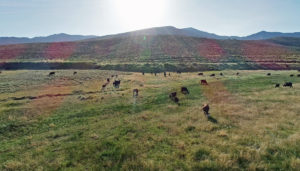 Aerial Nevada Ranch Video - Cows