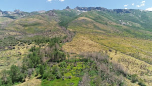 drone trees nevada land offering