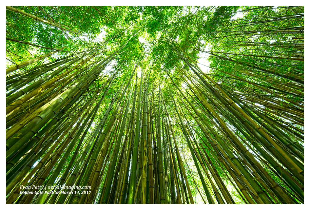 Bamboo Grove Photography
