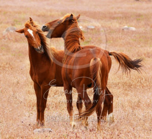 Wild Nevada Horses TRIC