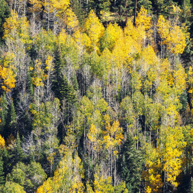 Aerial photographer Sierra Trees